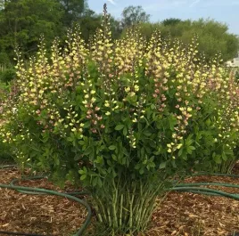 baptysja-baptisia-dlugowieczna-pink-lemoniade-sadzonki-04l