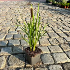 rozplenica-black-beauty-najchetniej-wybierana-trawa-ozdobna-sadzonki-04l