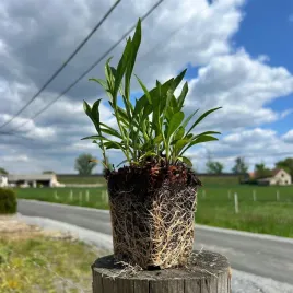 aster-krzaczasty-rozowy-sadzonki-04l-wieloletnia-dlugo-zdobi-ogrod