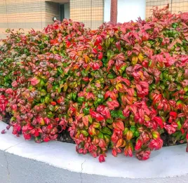 nandina-fire-power-sadzonka-1l-do-donic-kolorowe-liscie-przez-caly-rok