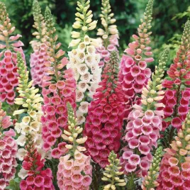 naparstnica-excelsior-hybrids-kolorowa-wysoka-do-cienia-sadzonka-p9