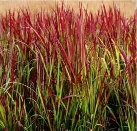 imperata-red-baron-efektowna-trawa-ozdobna-czerwone-liscie-sadzonka-p9