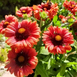 gaillardia-mesa-red-intensywnie-czerwony-kwiat-cale-lato-sadzonka-p9