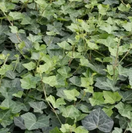 bluszcz-hedera-hibernica-zimozielony-szybki-wzrost-ogrodzenie-sadzonka-p9