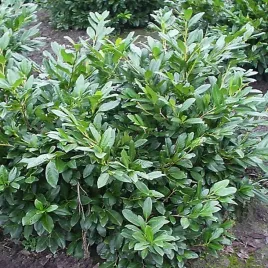 laurowisnia-cherry-brandy-niska-zimozielona-krzew-blyszczaca-sadzonka-p9