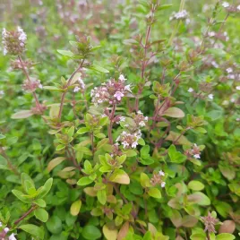 macierzanka-fioletowa-pachnaca-gesta-dywanowa-susza-odporna-sadzonka-p9