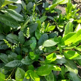 laurowisnia-cherry-brandy-gesty-zimozielony-krzew-na-zywoplot-sadzonka-p9