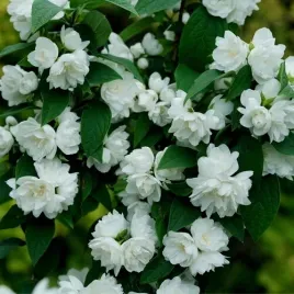 jasminowiec-panienski-snowbelle-pelne-pachnace-kwiaty-sadzonka-p9