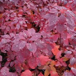 perukowiec-foliis-purpureis-purpurowy-puszyste-peruki-na-slonce-sadzonka-p9