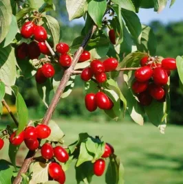 deren-jadalny-jolico-duze-smaczne-owoce-sadzonka-08l