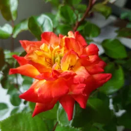 roza-rumba-wielokolorowa-zmienna-barwa-gesta-rabatowa-sadzonka-p14