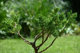 jalowiec-chinski-shimpaku-juniperus-chinensis-0072
