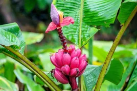 bananowiec-banan-rozowy-musa-velutina-p12