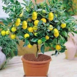 cytryna-zwyczajna-limone-lemon-owocuje-pa-30-50cm-c2