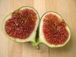 figa-figowiec-sadzonki-owocuja-p9