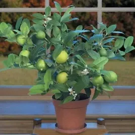 limeta-kwasna-lima-limonka-lime-verde-owocuje-80-100cm-c15