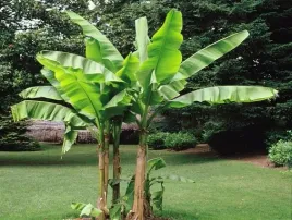 bananowiec-musa-dajiao-owocuje-40-60cm-p9