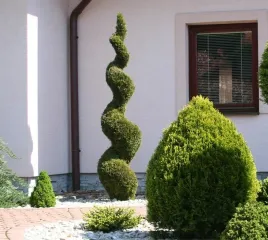 thuja-szmaragd-zielony-spirala-tuja-130-150cm-z-gruntu