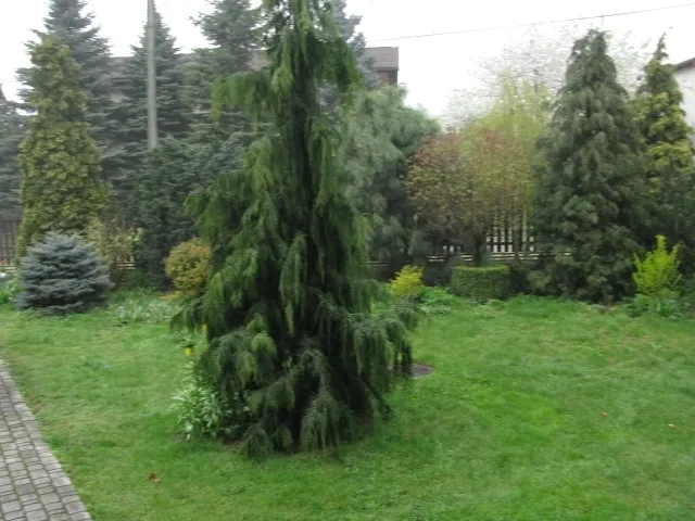 cyprysik-nutkajski-pendula-40-60cm-c3-rodzaj-rosliny-cyprys-i-cyprysik