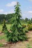 cyprysik-nutkajski-pendula-40-60cm-c3-rodzaj-rosliny-cyprys-i-cyprysik
