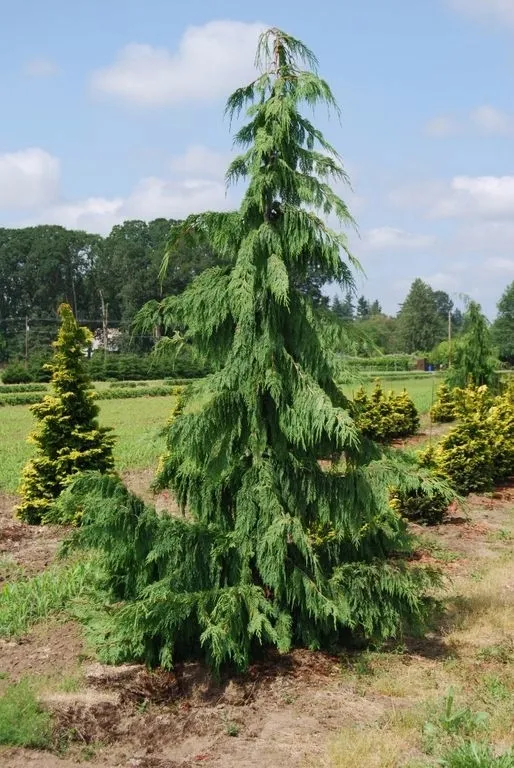 cyprysik-nutkajski-pendula-40-60cm-c3