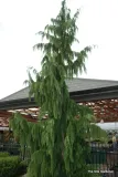 cyprysik-nutkajski-pendula-40-60cm-c3-nazwa-lacinska-inna