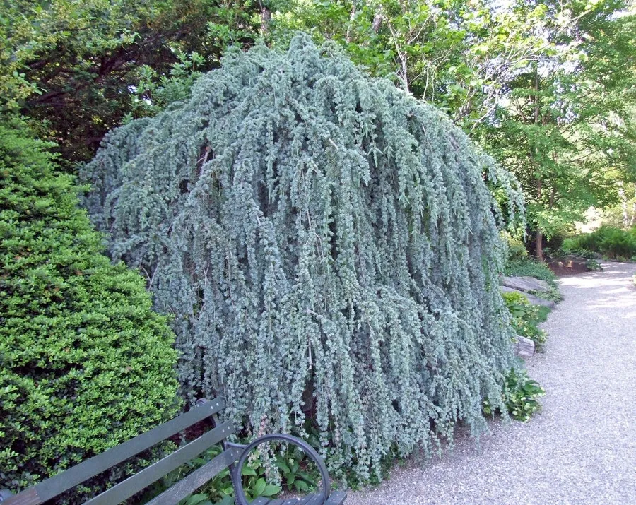 cedr-libanski-glauca-pendula-80-100cm-c10-rodzaj-rosliny-inny