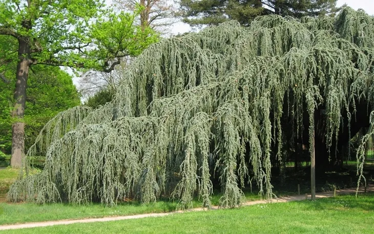 cedr-libanski-glauca-pendula-80-100cm-c10-producent-ogrod-marzen-tomasz-zajaczkowski