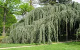 cedr-libanski-glauca-pendula-80-100cm-c10-producent-ogrod-marzen-tomasz-zajaczkowski