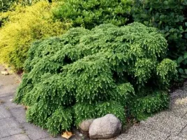 tsuga-choina-kanadyjska-pendula-20-40cm-c1-5