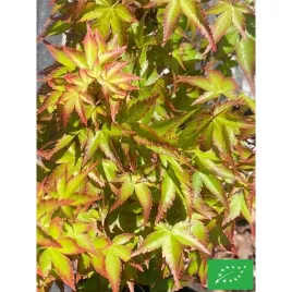 klon-palmowy-kyoriyu-50-70cm-c5
