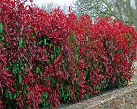 glogownik-red-robin-photinia-zywoplot-100-120cm-c2