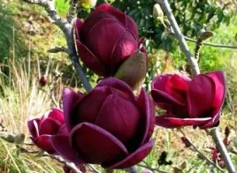 magnolia-genie-piekne-bordowe-kwiaty-90-110cm-c2