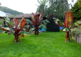 bananowiec-ensete-abisynski-maurelli-20-40cm-c3