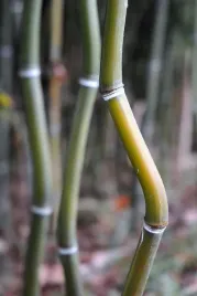 bambus-phyllostachys-alata-mrozoodporny-20-40cm-c1