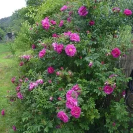 roza-jadalna-pomarszczona-rotes-meer-40-60cm-c2