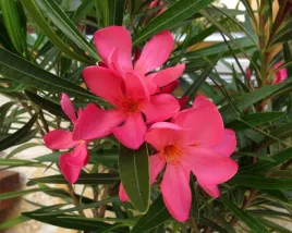 oleander-rozowy-sadzonka-p14