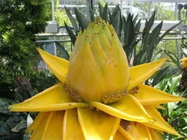 bananowiec-musella-lasiocarpa-kwiat-lotosu-20-40cm-p9
