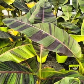 bananowiec-musa-sikkimensis-ever-red-80-100cm-c5