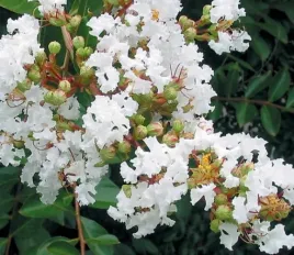 lagerstroemia-biala-acoma-80-100cm-c2