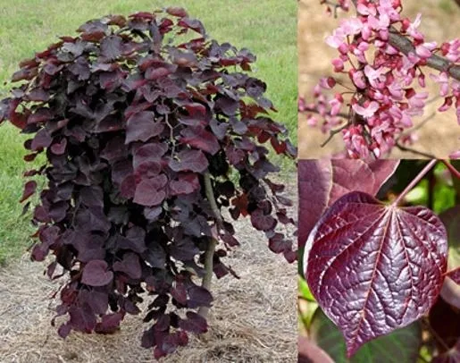 judaszowiec-placzacy-ruby-falls-80-100cm-4l