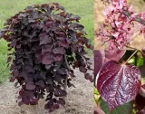 judaszowiec-placzacy-ruby-falls-80-100cm-4l