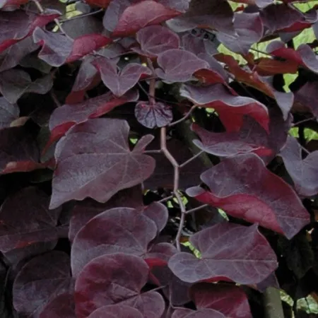 judaszowiec-placzacy-ruby-falls-80-100cm-4l-roslina-w-postaci-sadzonka-w-pojemniku-3-5l