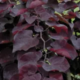 judaszowiec-placzacy-ruby-falls-80-100cm-4l-roslina-w-postaci-sadzonka-w-pojemniku-3-5l