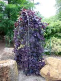 judaszowiec-placzacy-ruby-falls-80-100cm-4l-wysokosc-sadzonki-80-100-cm