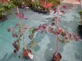 judaszowiec-placzacy-ruby-falls-80-100cm-4l-rodzaj-rosliny-inny-roslina-w-postaci-sadzonka-w-pojemniku-3-5l