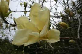 magnolia-yellow-lantern-zolta-30-50cm-c1