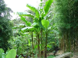 bananowiec-musa-basjoo-sadzonka-60-80cm-c1-5