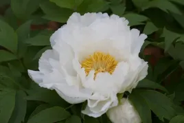 piwonia-drzewiasta-biala-white-p11