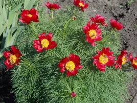piwonia-delikatna-waskolistna-koperkowa-tenuifolia-p11
